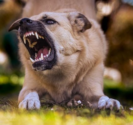 Fatal Dog Attack in San Bernardino, CA — Incident Near Encampment (July 31, 2025)
