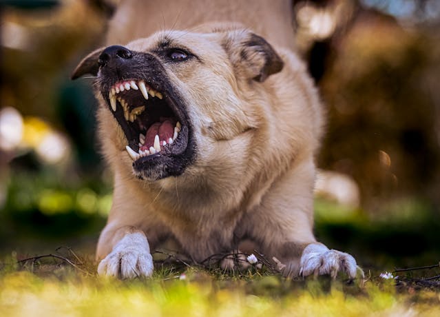 Fatal Dog Attack in San Bernardino, CA — Incident Near Encampment (July 31, 2025)