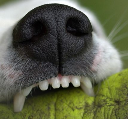 Dog Attack in Anchorage, AK — 7-Year-Old Seriously Injured at Playground (August 4, 2025)